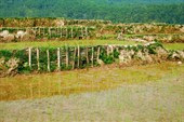 Структура рисового поля